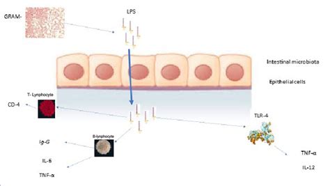 Interaction between Lipopolysaccharide and Gut Microbiota in .